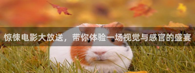 狗子28官网入口：惊悚电影大放送，带你体验一场视觉与感官的盛宴